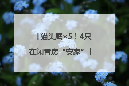 猫头鹰×5！4只在闲置房“安家”
