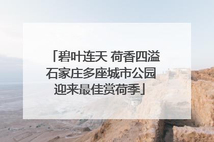碧叶连天 荷香四溢 石家庄多座城市公园迎来最佳赏荷季