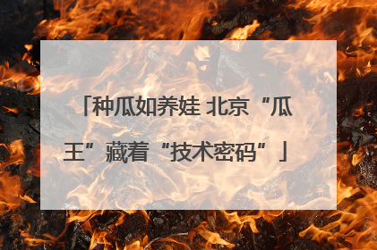 种瓜如养娃 北京“瓜王”藏着“技术密码”