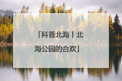 科普北海丨北海公园的合欢
