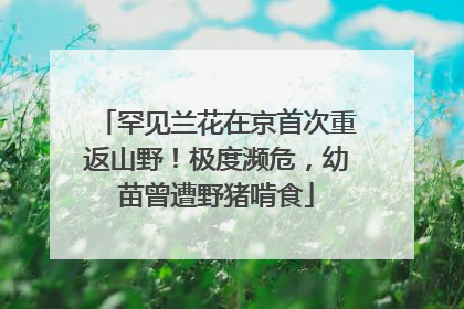 罕见兰花在京首次重返山野！极度濒危，幼苗曾遭野猪啃食