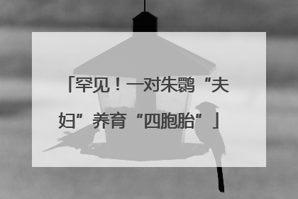 罕见！一对朱鹮“夫妇”养育“四胞胎”