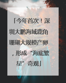 今年首次！深圳大鹏海域鹿角珊瑚大规模产卵，形成“海底繁星”奇观