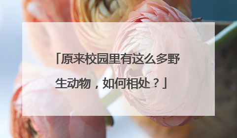 原来校园里有这么多野生动物，如何相处？