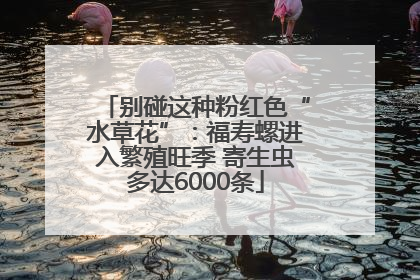 别碰这种粉红色“水草花”：福寿螺进入繁殖旺季 寄生虫多达6000条
