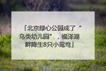 北京绿心公园成了“鸟类幼儿园”，福泽湖畔降生8只小鸳鸯
