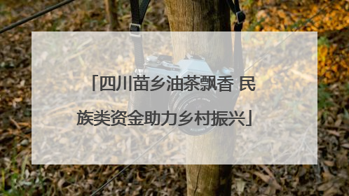 四川苗乡油茶飘香 民族类资金助力乡村振兴