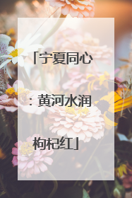 宁夏同心：黄河水润枸杞红