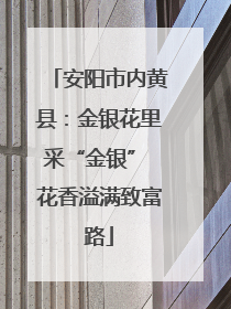 安阳市内黄县：金银花里采“金银” 花香溢满致富路