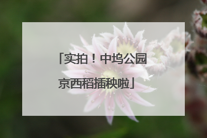 实拍！中坞公园京西稻插秧啦