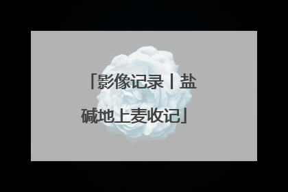 影像记录丨盐碱地上麦收记