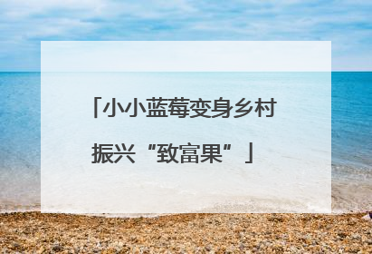 小小蓝莓变身乡村振兴“致富果”