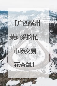 广西横州茉莉采摘忙 市场交易花香飘
