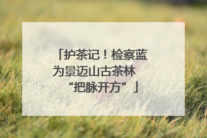 护茶记！检察蓝为景迈山古茶林 “把脉开方”