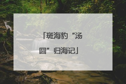 斑海豹“汤圆”归海记