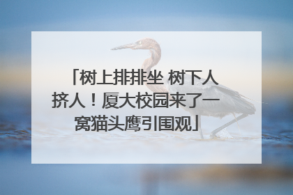树上排排坐 树下人挤人！厦大校园来了一窝猫头鹰引围观