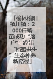 榆林榆阳镇川镇：2000斤蟹苗成功“落户” 蹚出“稻蟹共生”生态种养新路径