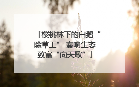 樱桃林下的白鹅“除草工” 奏响生态致富“向天歌”