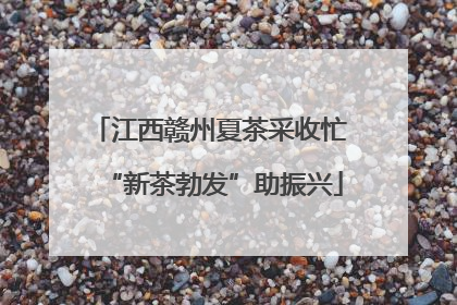 江西赣州夏茶采收忙 “新茶勃发”助振兴