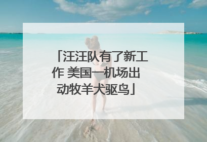 汪汪队有了新工作 美国一机场出动牧羊犬驱鸟