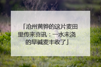 沧州黄骅的这片麦田里传来喜讯：一水未浇的旱碱麦丰收了