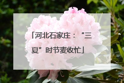 河北石家庄：“三夏”时节麦收忙