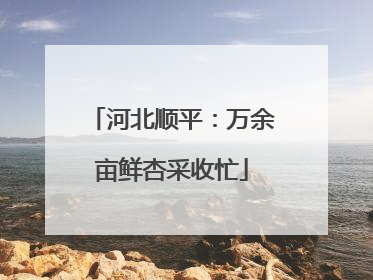 河北顺平：万余亩鲜杏采收忙