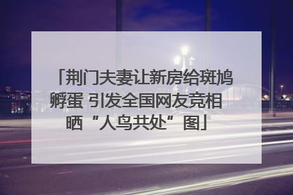 荆门夫妻让新房给斑鸠孵蛋 引发全国网友竞相晒“人鸟共处”图
