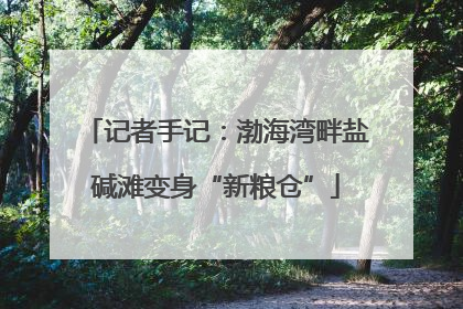 记者手记：渤海湾畔盐碱滩变身“新粮仓”