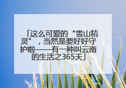 这么可爱的“雪山精灵”，当然是要好好守护啦——有一种叫云南的生活之365天