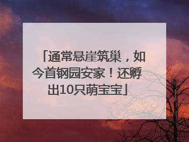 通常悬崖筑巢，如今首钢园安家！还孵出10只萌宝宝