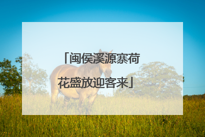 闽侯溪源寨荷花盛放迎客来