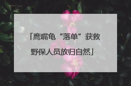 鹰嘴龟“落单”获救 野保人员放归自然